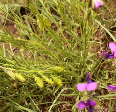Polygala gracilenta