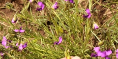 Polygala gracilenta