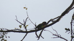 Cyclopsitta gulielmitertii