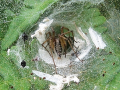 Agelena labyrinthica