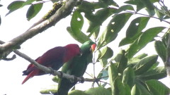 Eclectus roratus