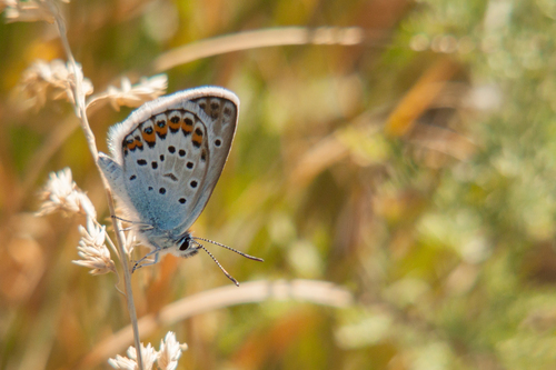 Silver-studded Blue