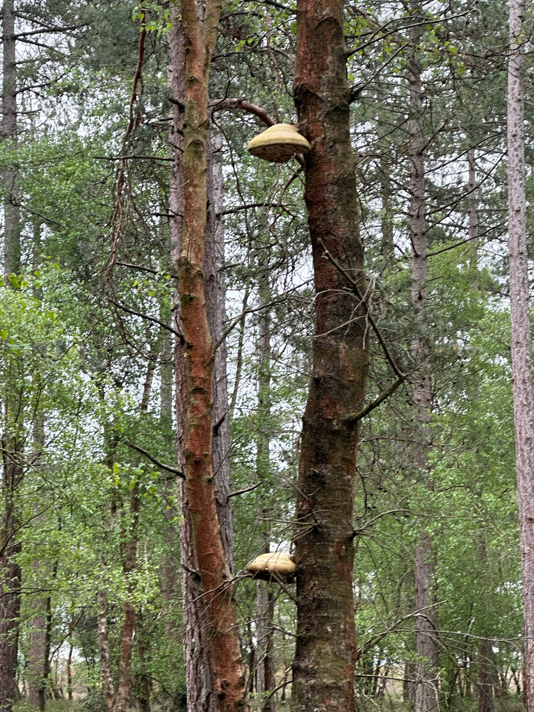 Fomitopsis betulina · May 2026 · photo: © katiep22 (iNaturalist, cc-by)