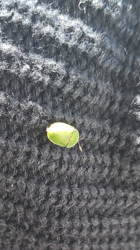 Cassida inquinata