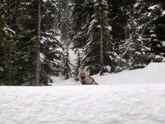 Vulpes vulpes cascadensis