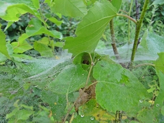 Agelena labyrinthica