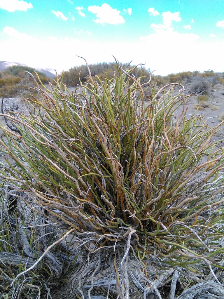Spegazziniophytum