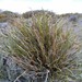 Spegazziniophytum patagonicum - Photo (c) Bruno Alzugaray, algunos derechos reservados (CC BY-NC), uploaded by Bruno Alzugaray