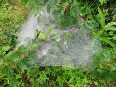 Agelena labyrinthica