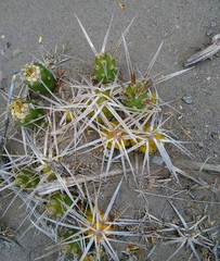 Maihueniopsis