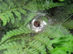 Agelena labyrinthica
