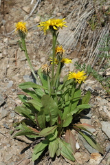Crepis chrysantha