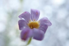 Zyrphelis microcephala