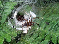 Agelena labyrinthica