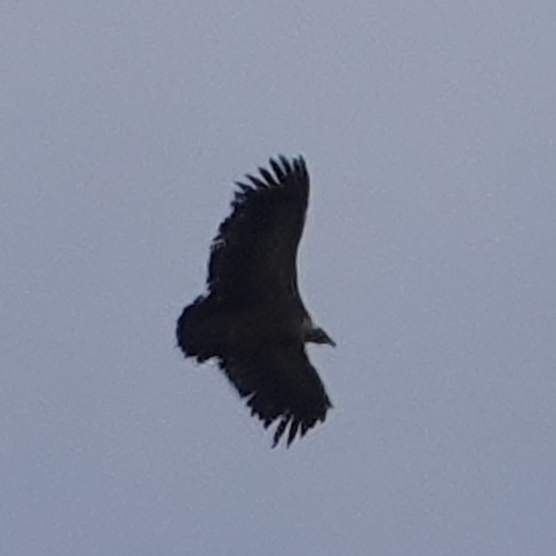 Avistamiento Buitre leonado