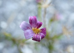 Zyrphelis microcephala