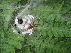 Agelena labyrinthica