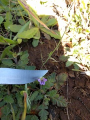 Erodium brachycarpum
