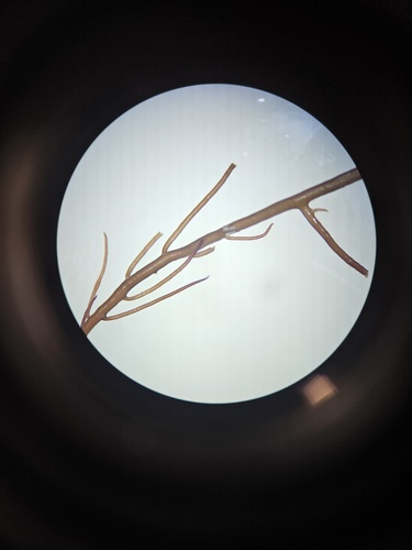 Gracilariopsis andersonii observed 2026-04-19