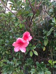 Rhododendron scabrum