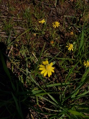 Blennosperma