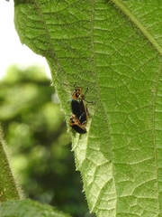 Cacoscelis marginata