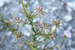 Zyrphelis microcephala