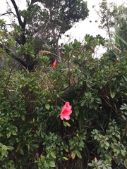 Rhododendron scabrum