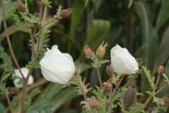 Magnoliopsida