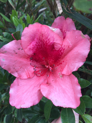 Rhododendron scabrum