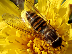 Episyrphus balteatus