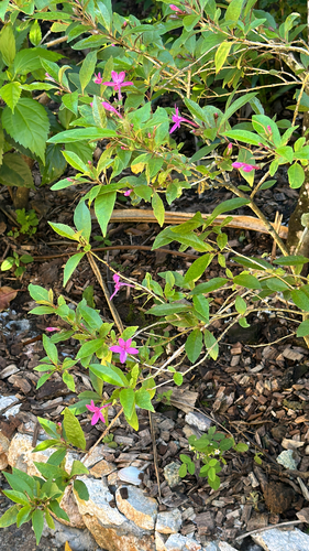 Pseuderanthemum laxiflorum observed 2026-05-05