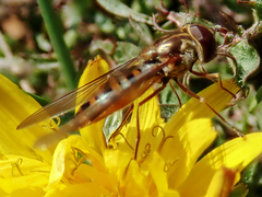 Episyrphus balteatus