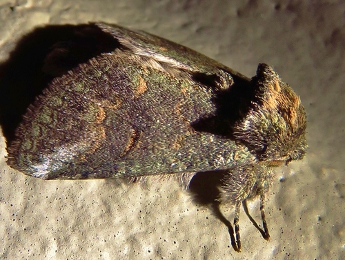 Small Prominent photo 3