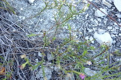 Zyrphelis microcephala