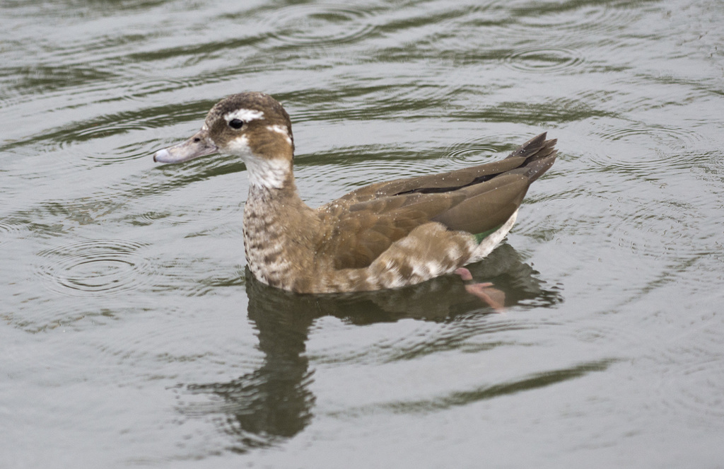 Ringed Teal