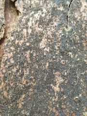 Pseudoschismatomma rufescens