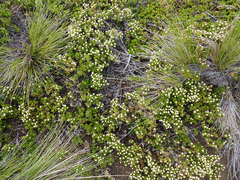Baccharis magellanica