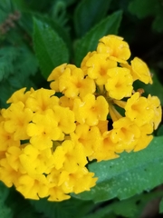 Lantana depressa