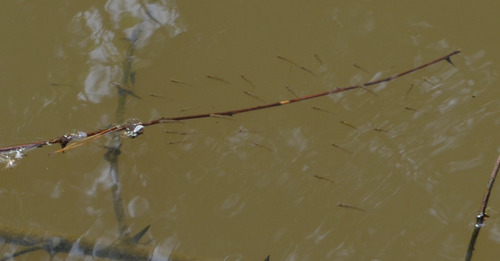 Gambusia holbrooki