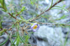 Zyrphelis microcephala