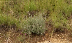 Jamesbrittenia pristisepala