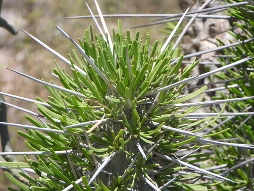 Didierea madagascariensis, photograph 4