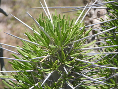 (c) amantedarmanin, some rights reserved (CC BY) Didierea madagascariensis, photograph (c) amantedarmanin, some rights reserved (CC BY)