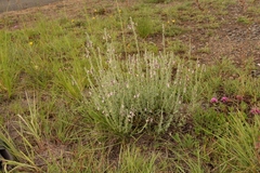 Jamesbrittenia pristisepala