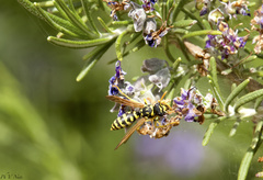Polistes gallicus