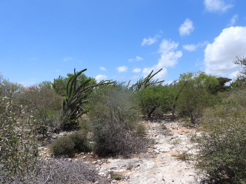 Didierea madagascariensis, photograph 5