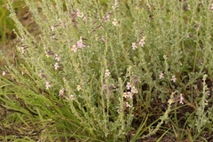 Jamesbrittenia pristisepala