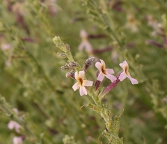 Jamesbrittenia pristisepala