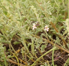 Jamesbrittenia pristisepala